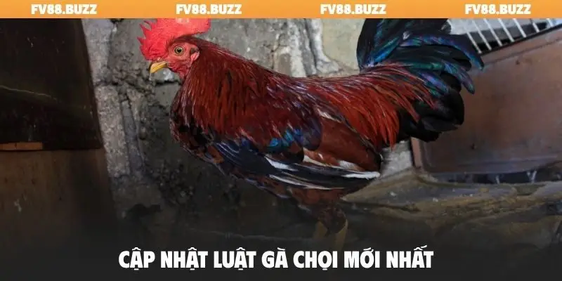Cập nhật luật gà chọi mới nhất
