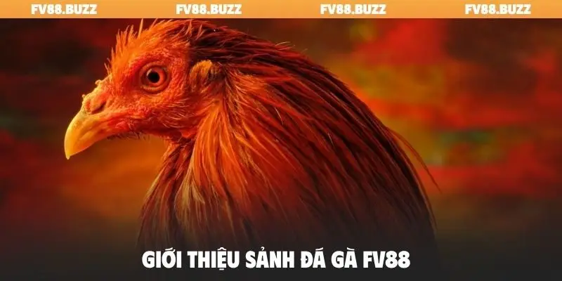 Giới thiệu sảnh đá gà FV88
