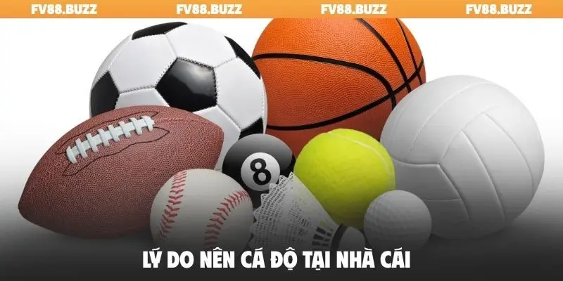 Lý do nên cá độ tại nhà cái