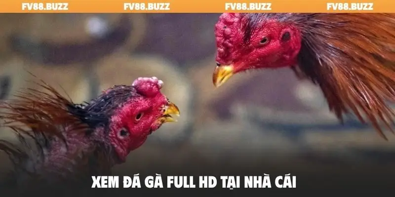 Xem đá gà full HD tại nhà cái